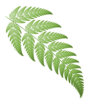 Barnsley's Fern - modified